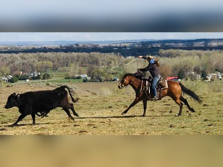 American Paint Horse Stute 13 Jahre 155 cm Rotbrauner in Huntley