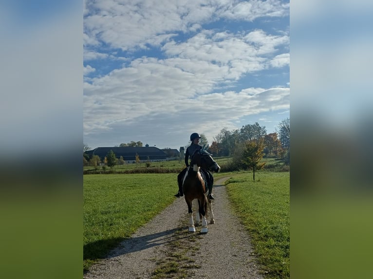 American Paint Horse Mix Stute 13 Jahre 155 cm Schecke in München