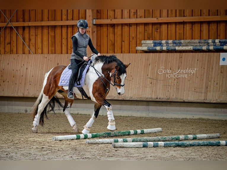 American Paint Horse Mix Stute 13 Jahre 155 cm Schecke in München