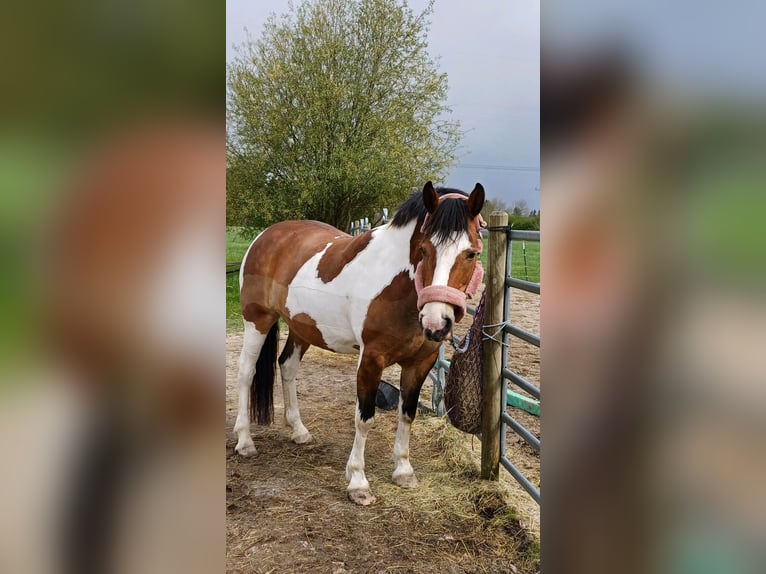 American Paint Horse Mix Stute 13 Jahre 155 cm Schecke in München