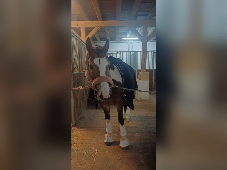 American Paint Horse Mix Stute 13 Jahre 155 cm Schecke in München