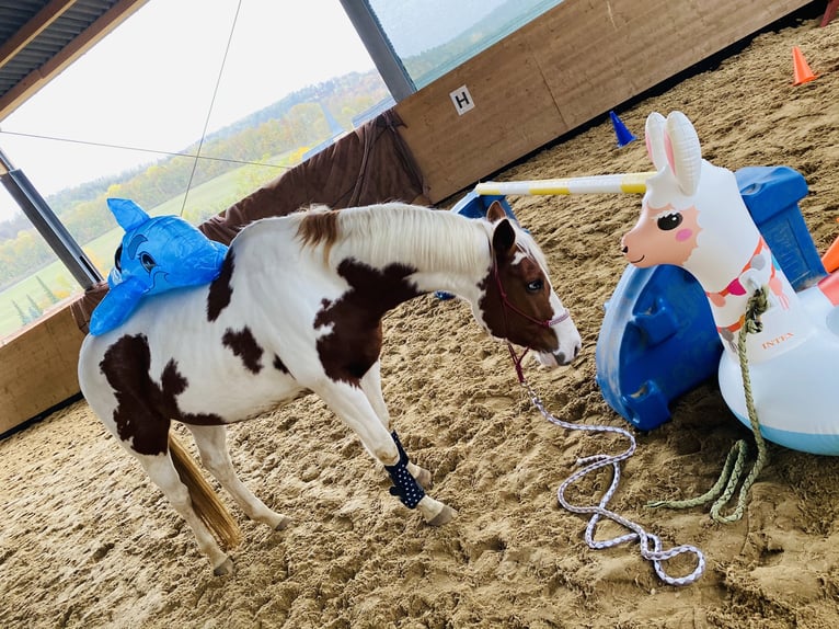 American Paint Horse Stute 13 Jahre 156 cm Tovero-alle-Farben in Nottleben