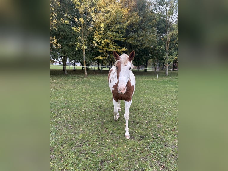 American Paint Horse Stute 13 Jahre 156 cm Tovero-alle-Farben in Nottleben