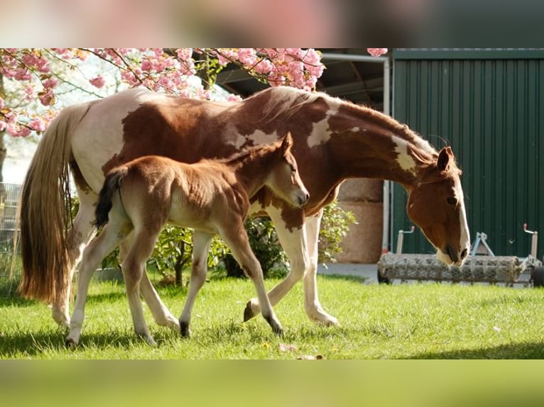 American Paint Horse Stute 13 Jahre 158 cm Tobiano-alle-Farben in Ritterhude