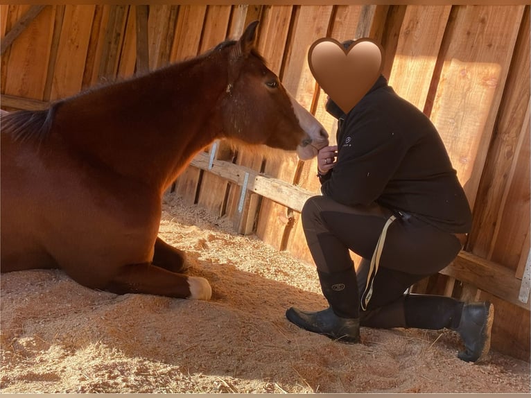 American Paint Horse Stute 13 Jahre 160 cm Overo-alle-Farben in Goslar HahndorfGoslar