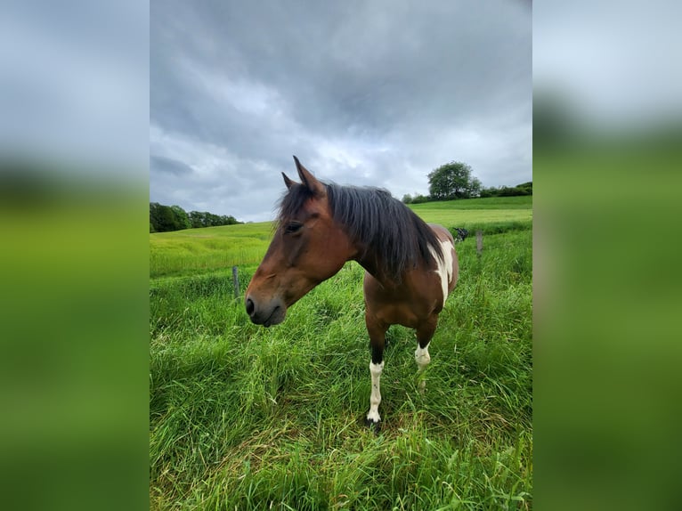 American Paint Horse Stute 13 Jahre 162 cm Tobiano-alle-Farben in Schlüchtern