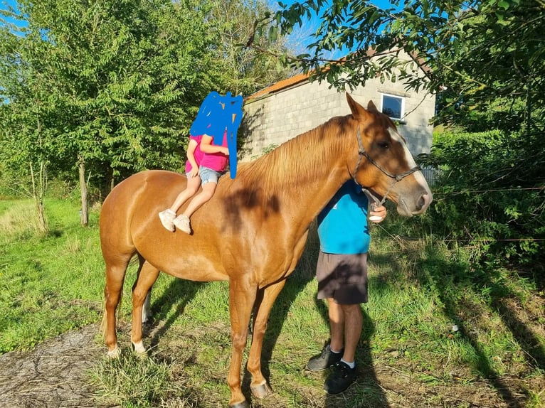 American Paint Horse Stute 13 Jahre 165 cm Fuchs in Sint-Martens-Lierde