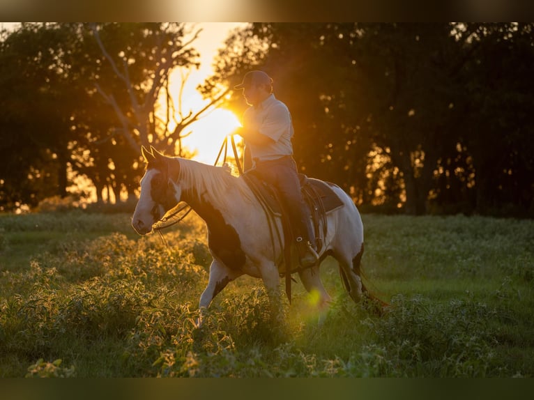 American Paint Horse Stute 13 Jahre Schecke in Canton