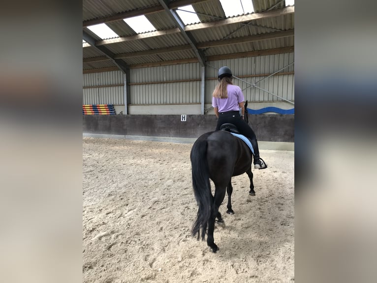 American Paint Horse Mix Stute 14 Jahre 142 cm Rappe in TessenderloTessenderlo