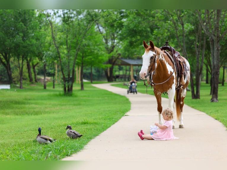 American Paint Horse Stute 14 Jahre 142 cm Schecke in Forney