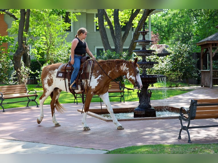 American Paint Horse Stute 14 Jahre 142 cm Schecke in Forney