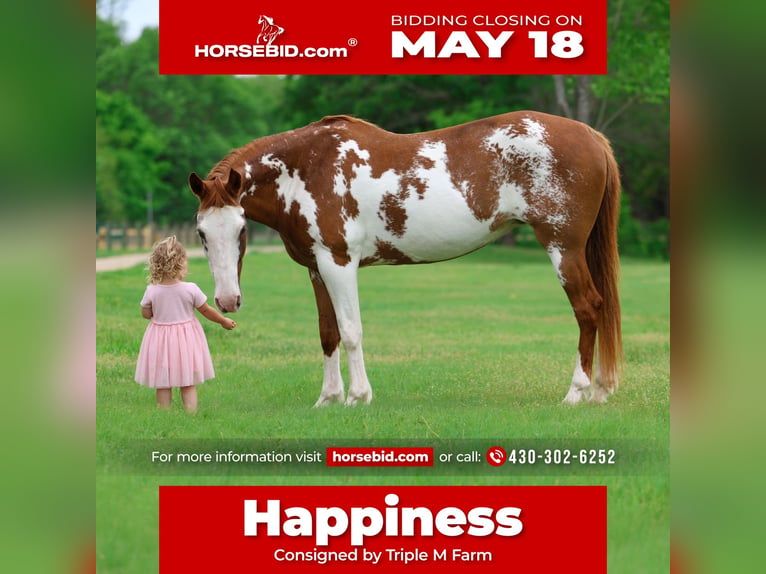 American Paint Horse Stute 14 Jahre 142 cm Schecke in Forney
