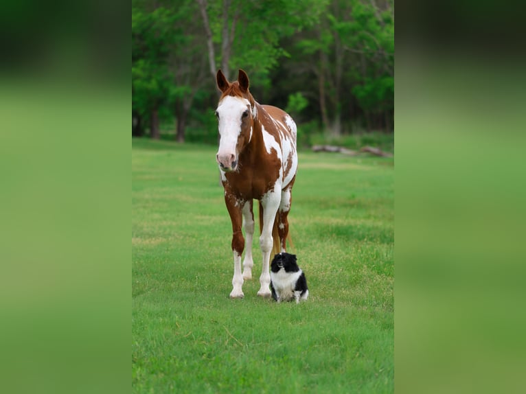 American Paint Horse Stute 14 Jahre 142 cm Schecke in Forney