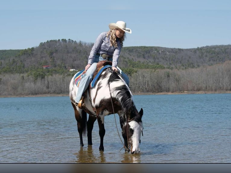 American Paint Horse Stute 14 Jahre 150 cm Overo-alle-Farben in Quitman AR
