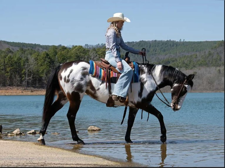 American Paint Horse Stute 14 Jahre 150 cm Overo-alle-Farben in Quitman AR