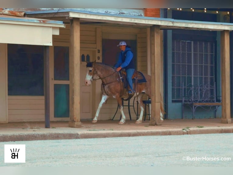 American Paint Horse Stute 14 Jahre 150 cm Roan-Bay in Weatherford