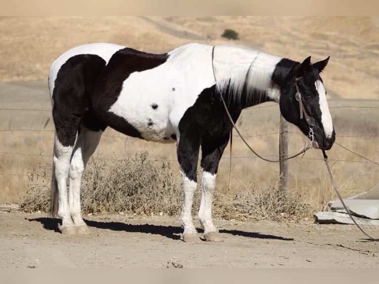 American Paint Horse Stute 14 Jahre 152 cm Tobiano-alle-Farben in Paicines CA
