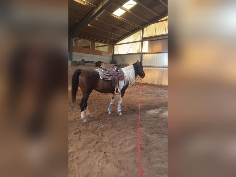 American Paint Horse Mix Stute 14 Jahre 153 cm Schecke in Monzingen