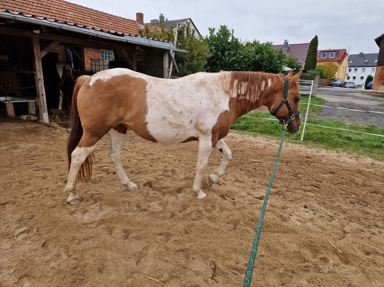 American Paint Horse Stute 14 Jahre 154 cm in Künzell