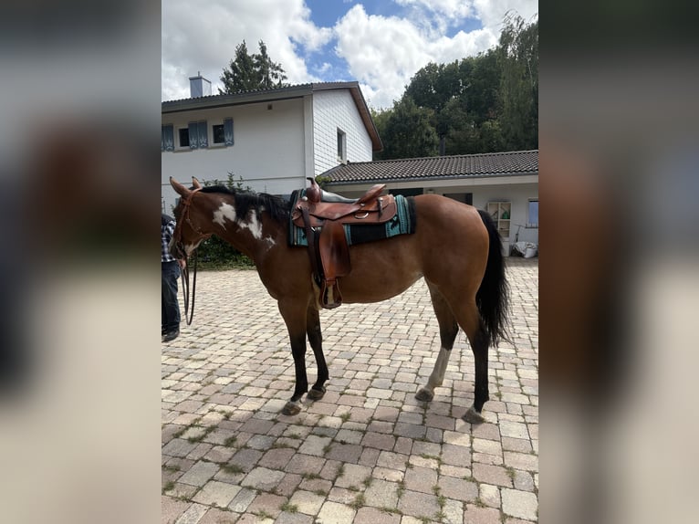 American Paint Horse Stute 14 Jahre 155 cm Overo-alle-Farben in Bonndorf im Schwarzwald