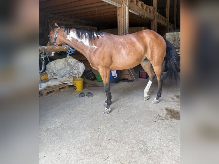 American Paint Horse Stute 14 Jahre 155 cm Overo-alle-Farben in Bonndorf im Schwarzwald