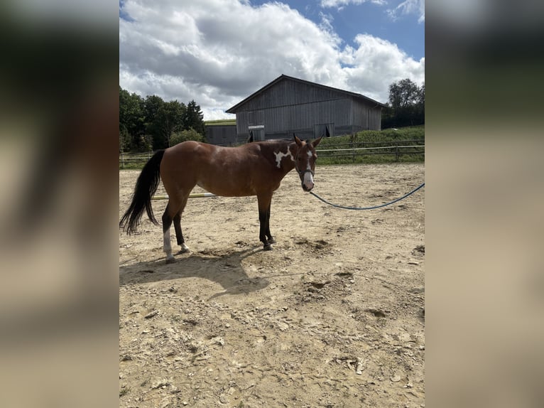 American Paint Horse Stute 14 Jahre 155 cm Overo-alle-Farben in Bonndorf im Schwarzwald