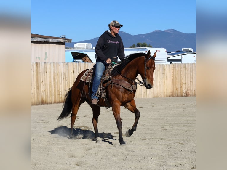 American Paint Horse Stute 14 Jahre 155 cm Rotbrauner in Huntley