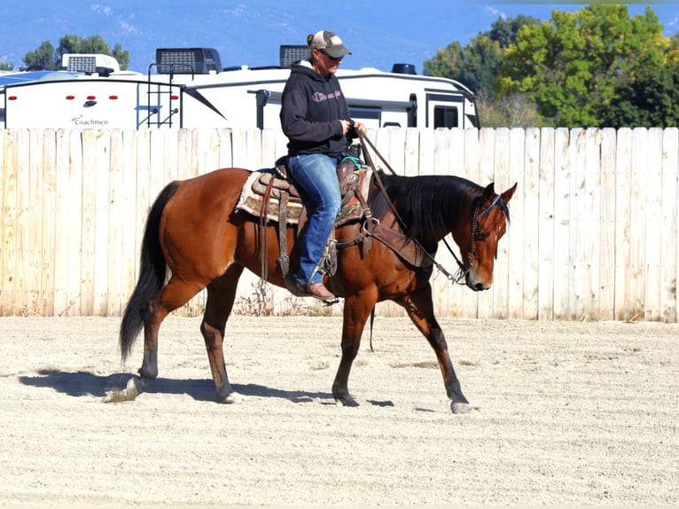 American Paint Horse Stute 14 Jahre 155 cm Rotbrauner in Huntley