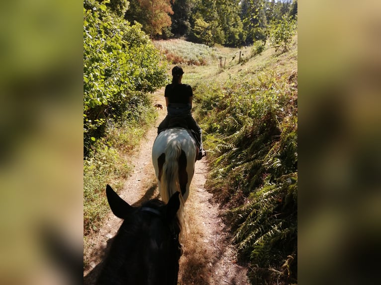 American Paint Horse Mix Stute 14 Jahre 155 cm Tobiano-alle-Farben in St Croix Aux Mines