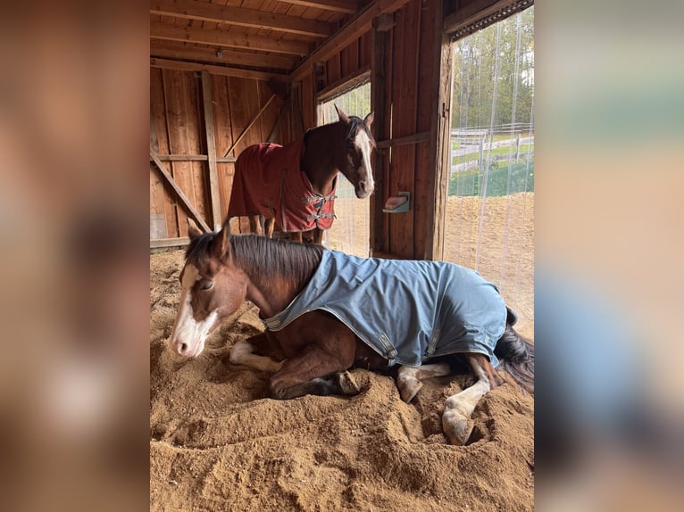 American Paint Horse Stute 14 Jahre 160 cm Overo-alle-Farben in Goslar HahndorfGoslar