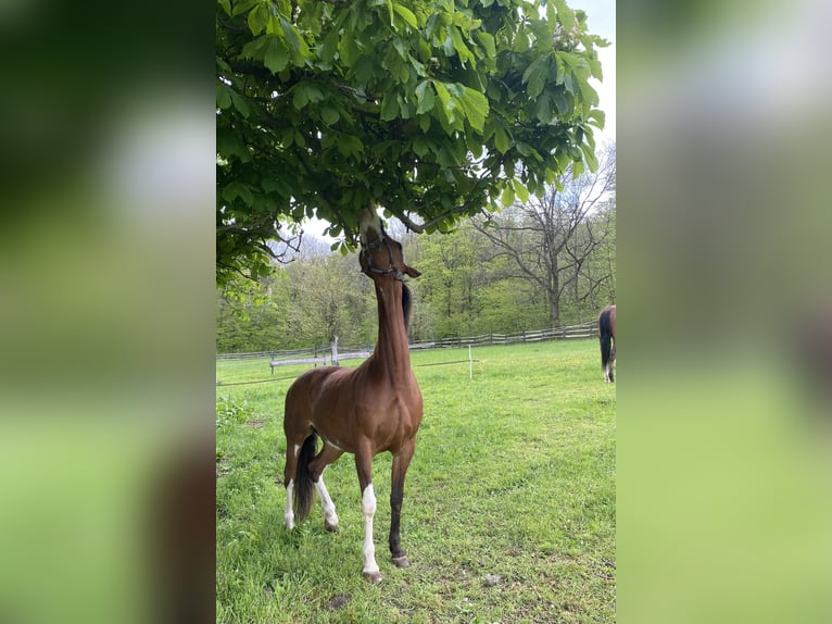 American Paint Horse Stute 14 Jahre 160 cm Overo-alle-Farben in Goslar HahndorfGoslar