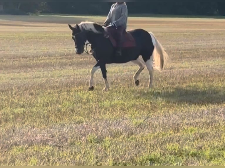 American Paint Horse Stute 14 Jahre Tobiano-alle-Farben in Linau