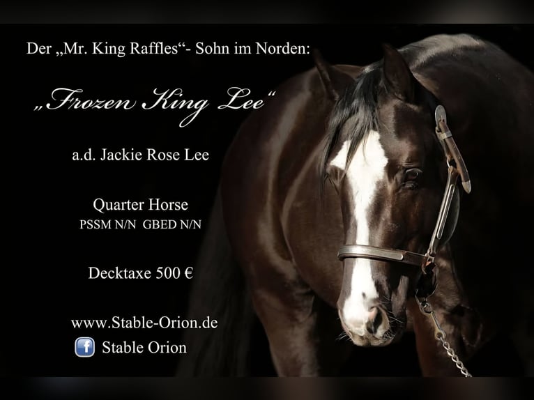 American Paint Horse Stute 14 Jahre Tobiano-alle-Farben in Linau