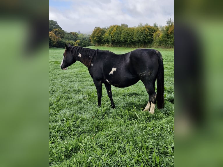 American Paint Horse Stute 14 Jahre in Meuzac