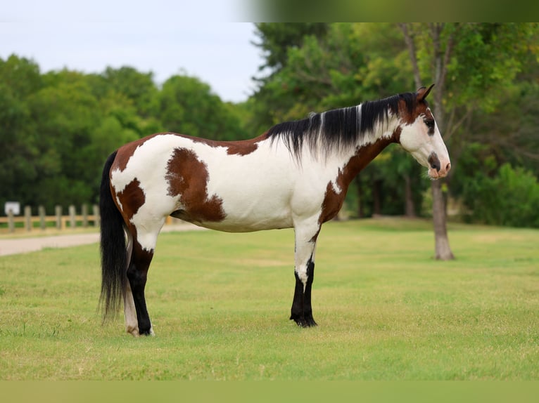 American Paint Horse Stute 15 Jahre 142 cm Overo-alle-Farben in Terrell