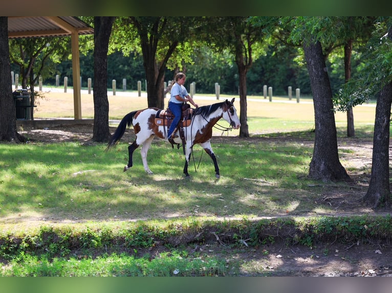 American Paint Horse Stute 15 Jahre 142 cm Overo-alle-Farben in Terrell