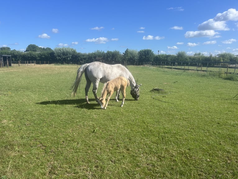 American Paint Horse Stute 15 Jahre 147 cm Schimmel in Breda