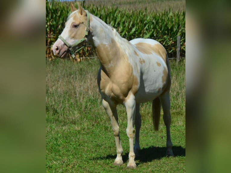 American Paint Horse Stute 15 Jahre 151 cm Champagne in Obertaufkirchen