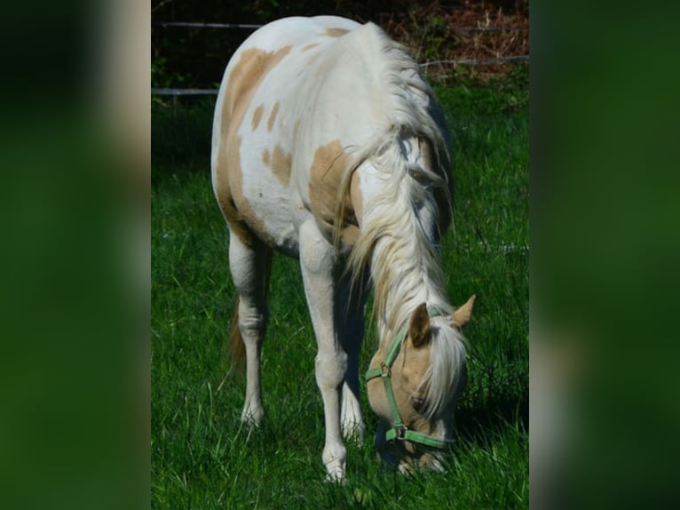 American Paint Horse Stute 15 Jahre 151 cm Champagne in Obertaufkirchen