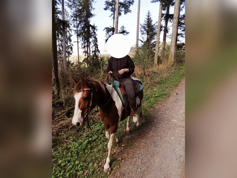 American Paint Horse Stute 15 Jahre 152 cm Schecke in Todtnau