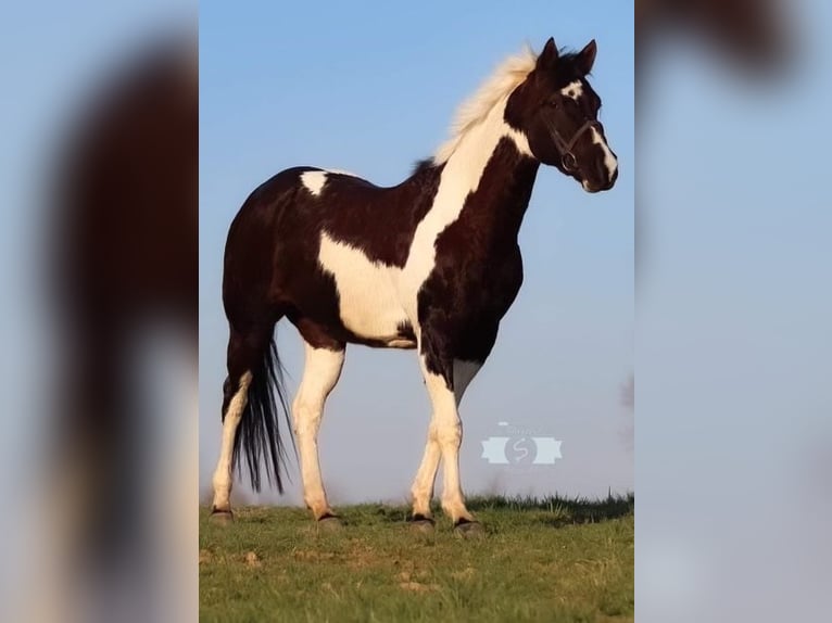 American Paint Horse Stute 15 Jahre 152 cm Tobiano-alle-Farben in bORDEN in