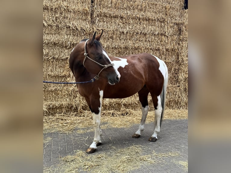American Paint Horse Stute 15 Jahre 153 cm Tobiano-alle-Farben in Brunssum