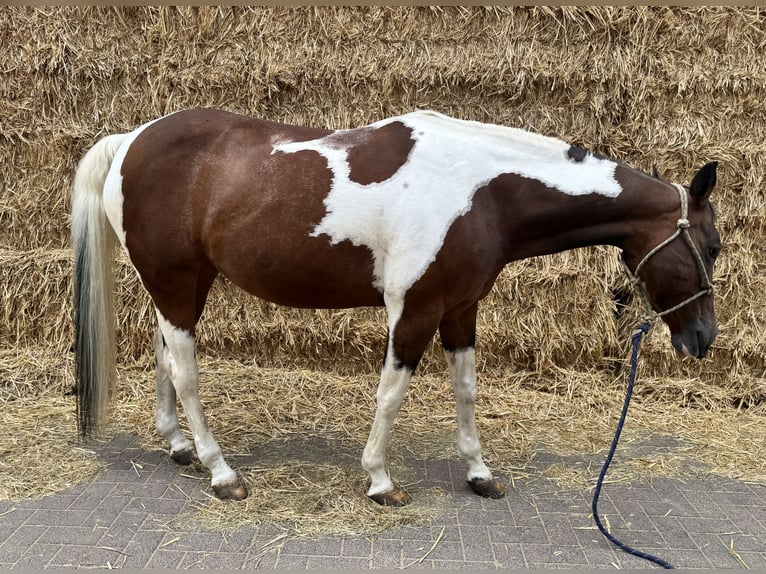 American Paint Horse Stute 15 Jahre 153 cm Tobiano-alle-Farben in Brunssum