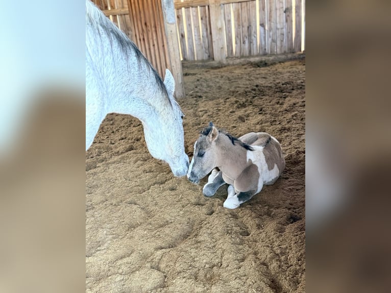 American Paint Horse Stute 15 Jahre 153 cm Tobiano-alle-Farben in Elterlein
