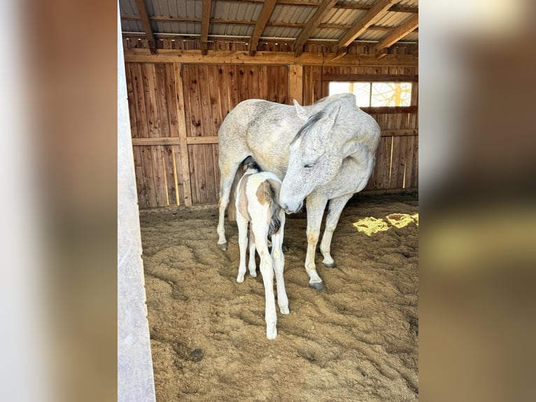American Paint Horse Stute 15 Jahre 153 cm Tobiano-alle-Farben in Elterlein