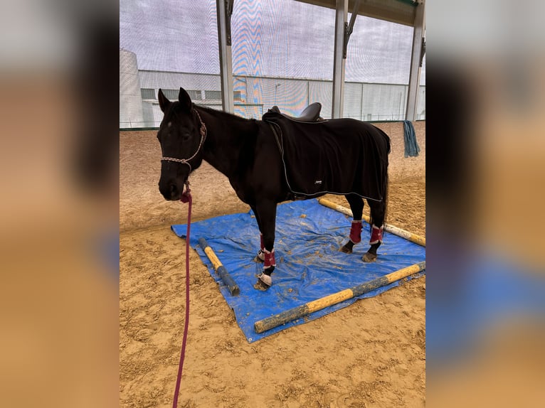 American Paint Horse Stute 15 Jahre 155 cm Rappe in Rosendahl