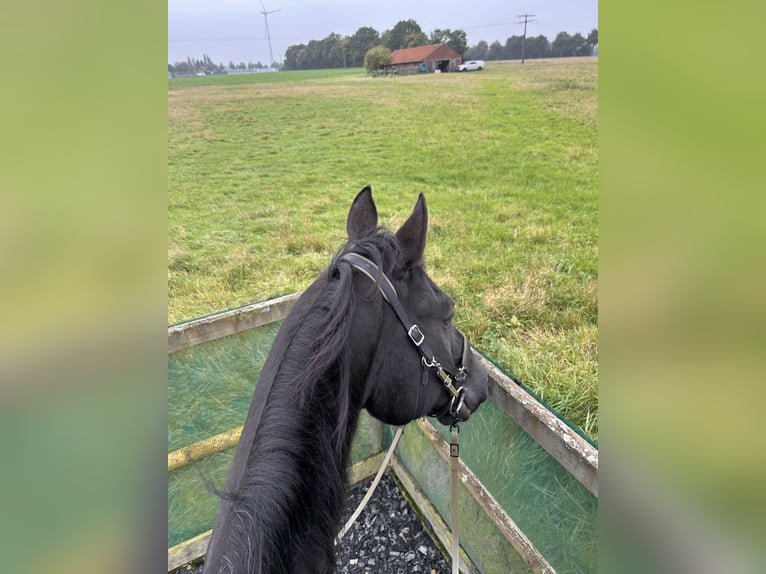 American Paint Horse Stute 15 Jahre 155 cm Rappe in Rosendahl