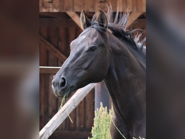 American Paint Horse Stute 15 Jahre 155 cm Rappe in Rosendahl