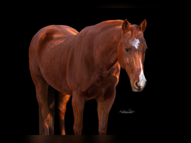 American Paint Horse Stute 15 Jahre 156 cm Fuchs in Itterbeck