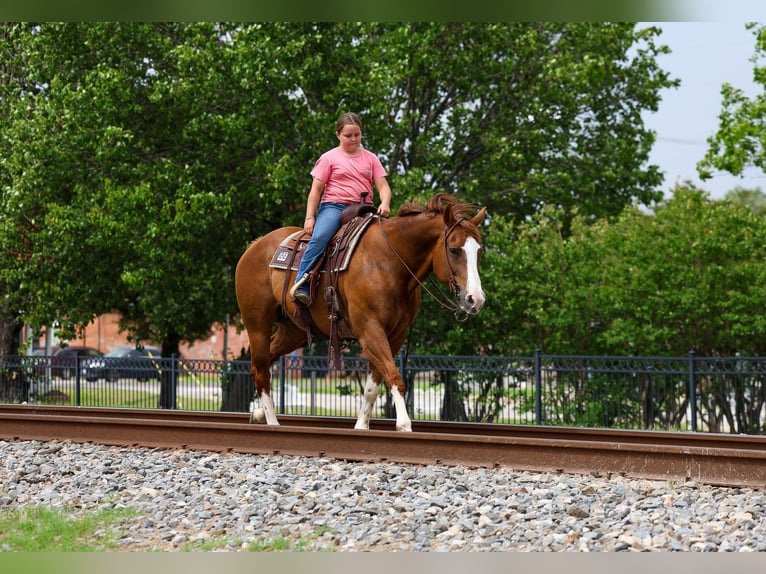 American Paint Horse Stute 15 Jahre Dunkelfuchs in Forney